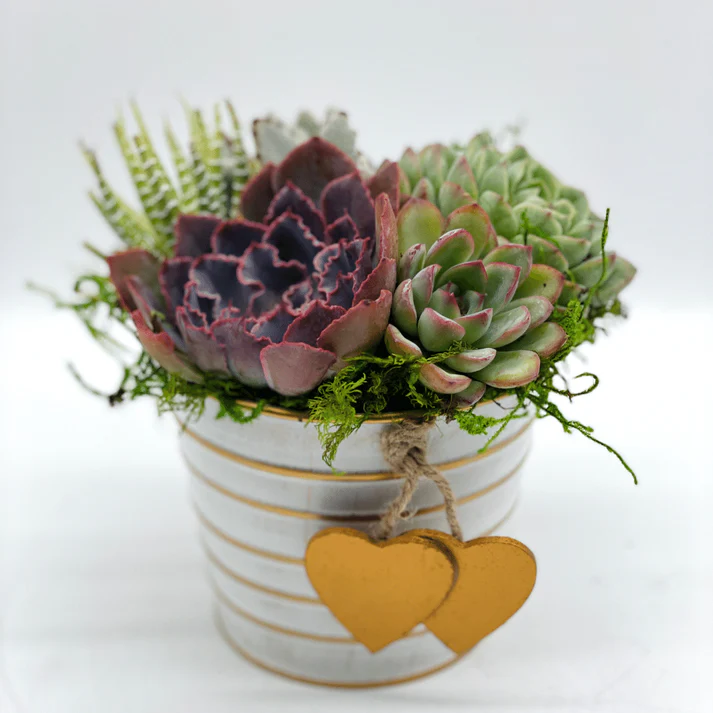 Mini Succulent